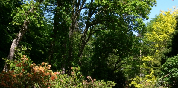 Bois des Moutiers (368) Mai 2012